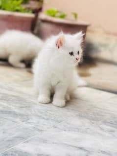 Persian kitten pair available healthy and active playfull kittens