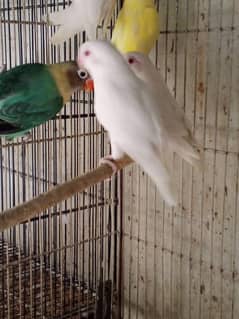 albino red eye cremino
