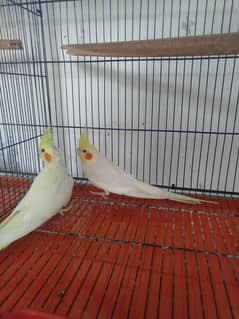 Home Breeder Common white Pair + Breeder Male For sale