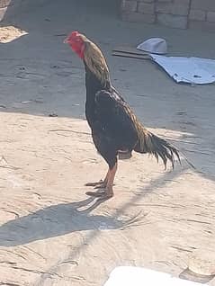 jawa hen 14 month