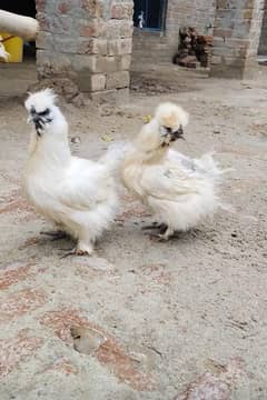 white silky 2 females for sale