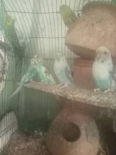 Australian budgie parrot for sale in Karachi 0308two 177two 46.
