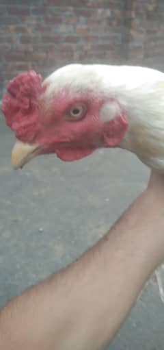 aseel