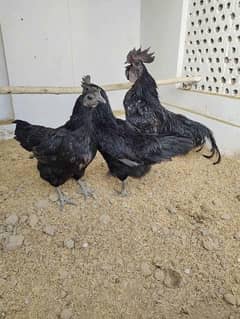 Ayaam Cemani Fertile Eggs