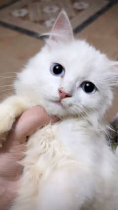 Blue eyes