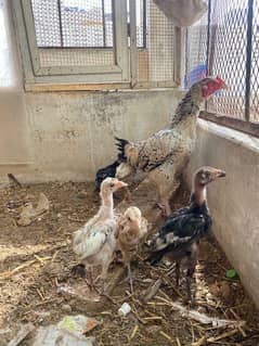 aseel murgi with chicks