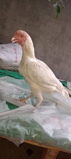 Heera aseel