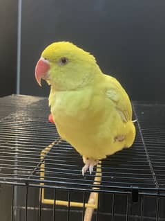 Yellow Ringneck Female Urgent Sale