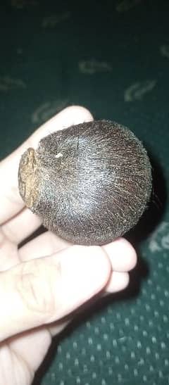Pure Musk Pod