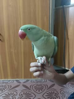kashmiri pahari male for sale age 9 to 10 months  nail tail fly all ok