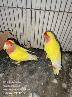love bird
