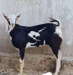Bakra Tedda Ablack