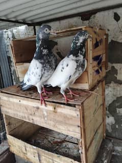 pigeon