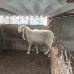 dumbi  breeding 6 dant