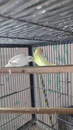 Lovebird