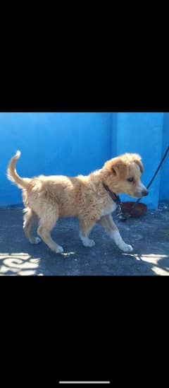 basque shepherd dog