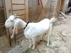 female Goat