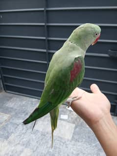 Indian Raw Parrots Pair