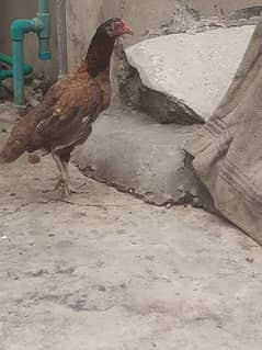 1 aseel Hen