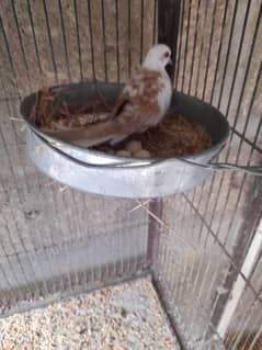 Dove Red Pied Brieder Piars