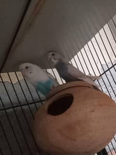 Budgies Breeder Pair of 1 year