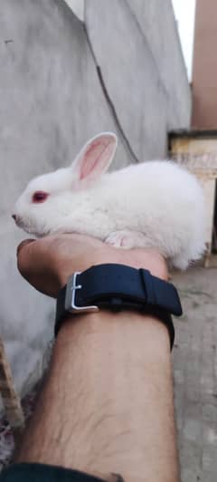 red eye rabbits and baby rabbits for sale