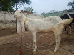 Rajanpuri