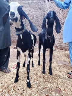 2 female pregnant