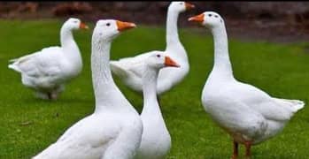 Long Neck White Ducks