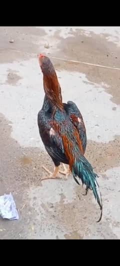 Bashir bahrwana breed  patha