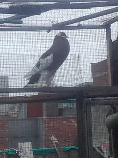 bareedet pair h ik fimala h bareeder jas bhi n lana ho rrbta kra
