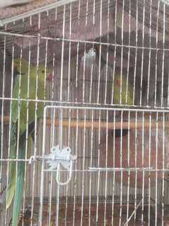 katha parrots. 1 pair prize is 15000