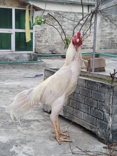 white king size o shamo