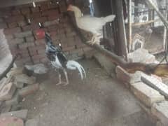 aseel murgha murgi