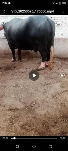 bufaloo nil ravie