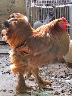 Barhama Partridge Breeder Pair available