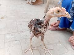 aseel chicken