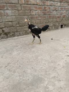 chick