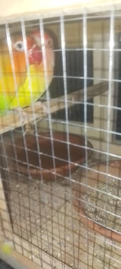 1 latino red eyes 1 green fesrh  with cage