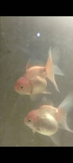 Goldfish