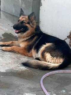 female german shepherd
