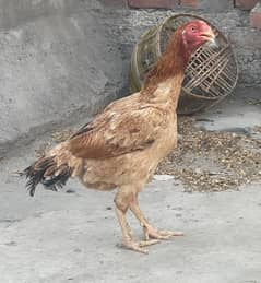 Sindhi Madi