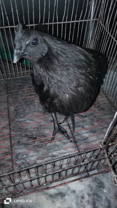 Hen