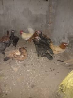 aseel  hens egg laying
