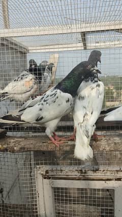 Piegons