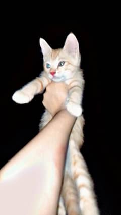 kitten age 2 months (500)