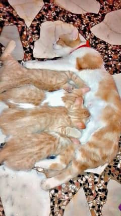 kitten
