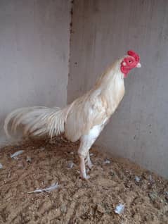 Aseel heera