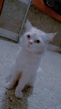 fersian cat