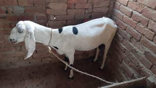 Female goat